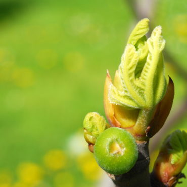 Ficus_bud